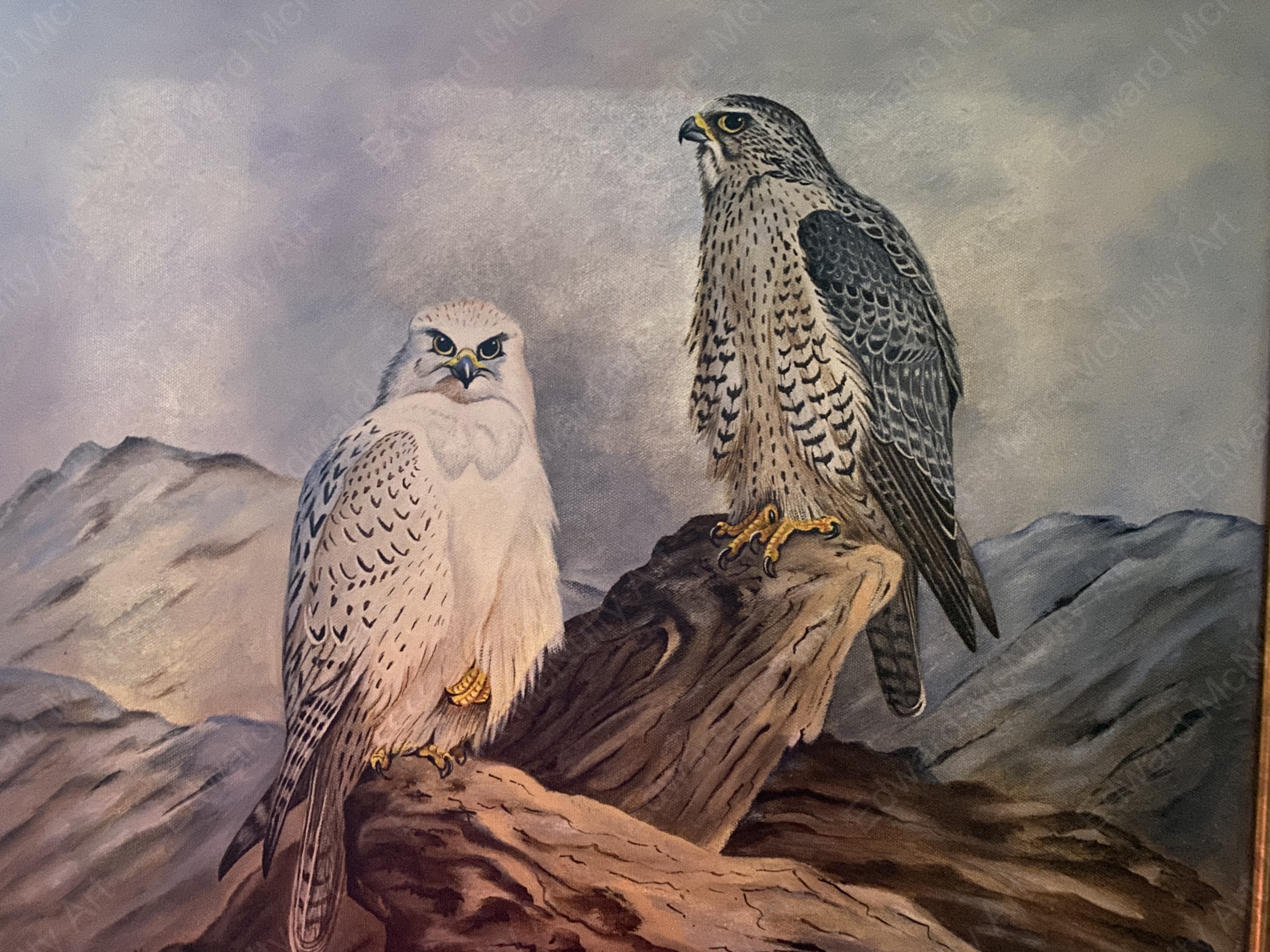 'Birds of Prey' a pair of Falcons