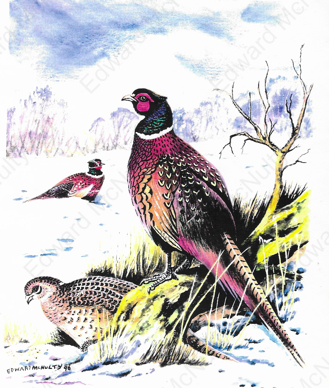 Pheasants at Necarne, Co. Fermanagh