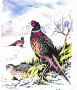 Pheasants in Winter at Necarne, Co. Fermanagh